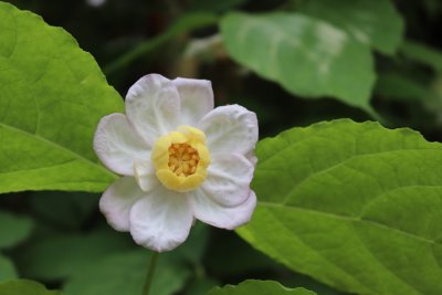 Sinocalycanthus chinensis - sazaníkovec čínský - květ